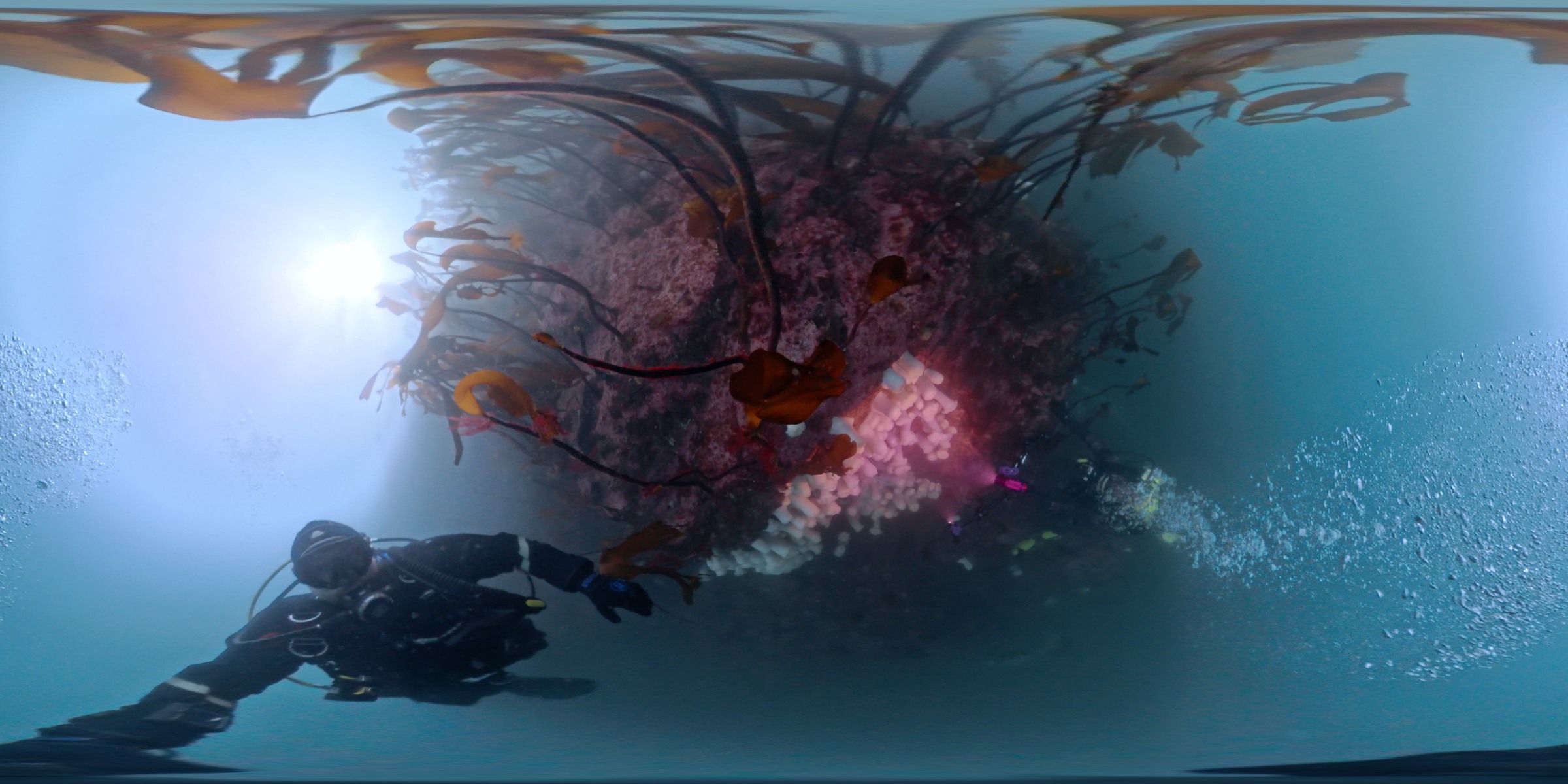 Divers surveying a kelp-covered wall south of Long Island