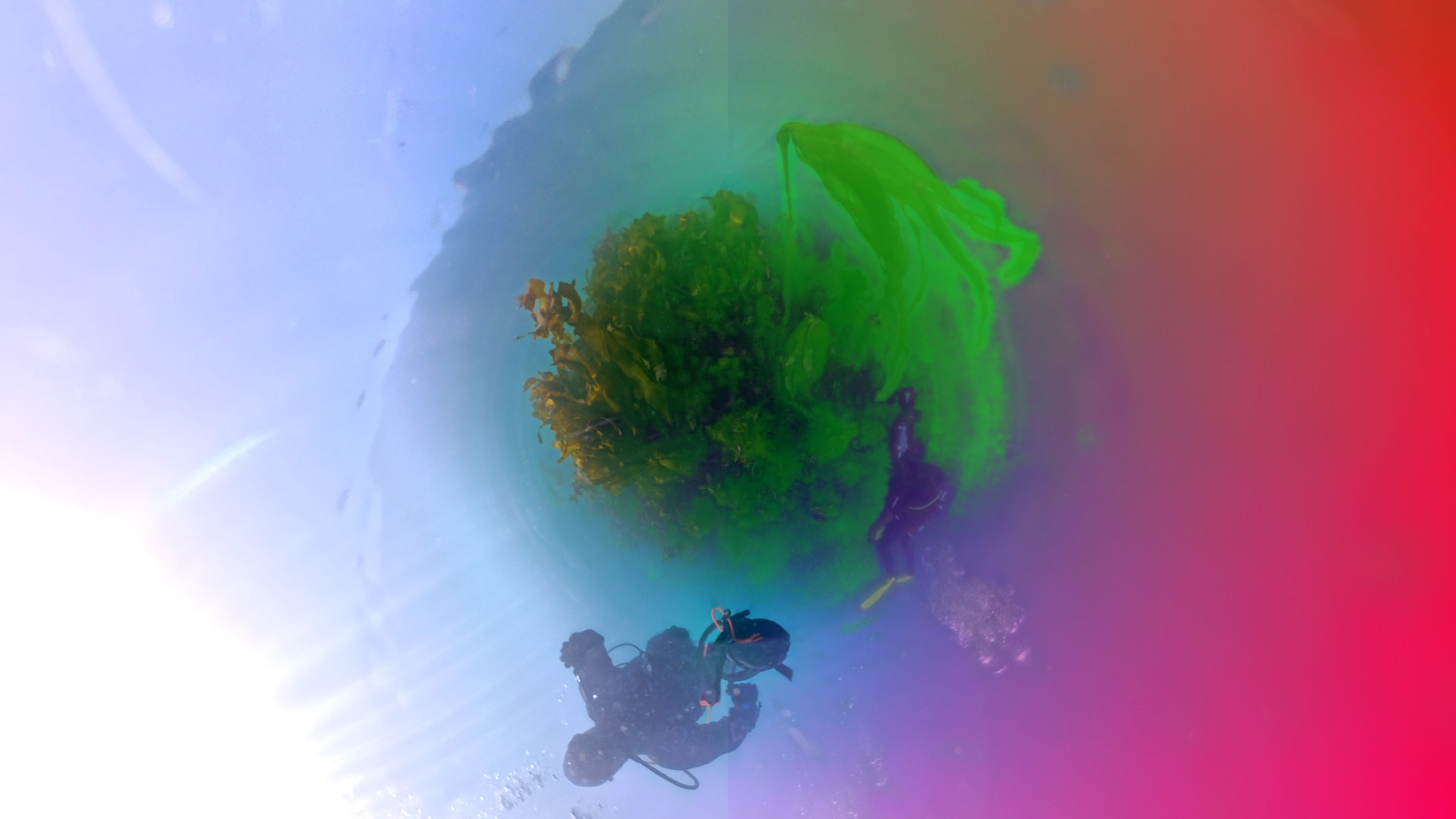 A tiny-world view of divers surveying a kelp-covered reef near South Long Island
