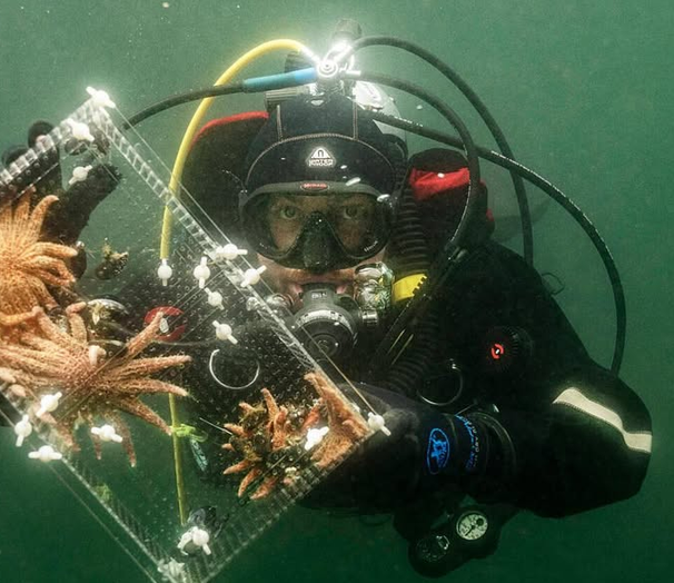 Willem Weertman diving with sunflower stars